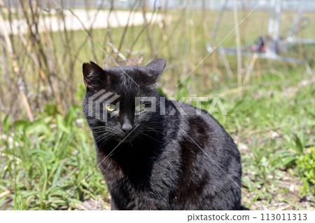 廣場上玩耍的黑貓 113011313