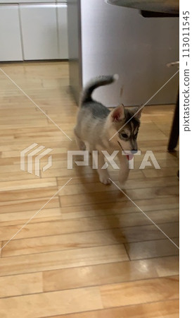 Siberian husky Siberian husky 113011545