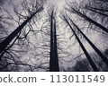 Tree to look up 113011549