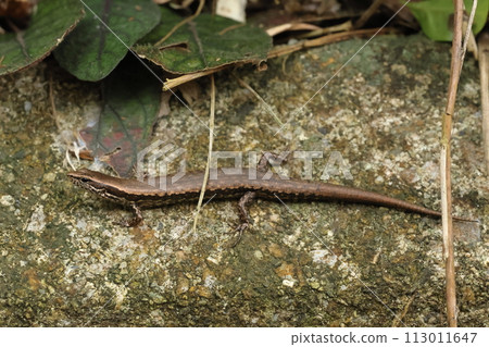 Creatures: Reptiles: Saximas lizard, endemic to Yaeyama. Beautiful lizard with coppery luster and smooth body Creatures: Reptiles: Saximas lizard, endemic to Yaeyama. Beautiful lizard with coppery luster and smooth body 113011647