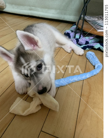 西伯利亞哈士奇犬 113011705