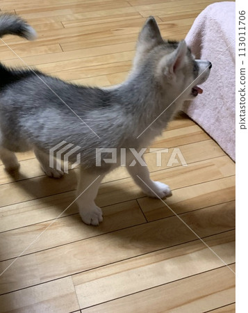 西伯利亞哈士奇犬 113011706