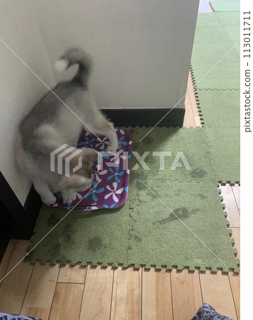 Siberian husky Siberian husky 113011711
