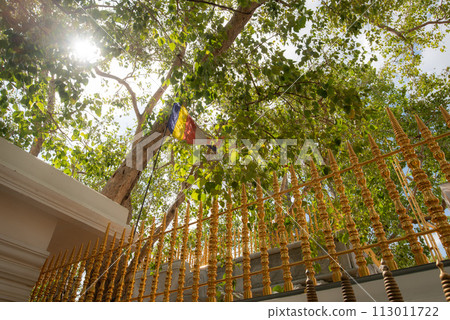 Jaya Sri Maha Bodhi the oldest living human-planted tree in the world with a known planting date in ancient city of Anuradhapura, Sri Lanka. Jaya Sri Maha Bodhi the oldest living human-planted tree in the world with a known planting date in ancient city of Anuradhapura, Sri Lanka. 113011722