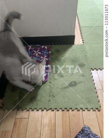 Siberian husky Siberian husky 113011873