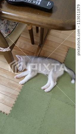 Siberian husky Siberian husky 113011879