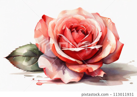 pink rose on white, A single red rose flower in the style of watercolor pseudo, white background pink rose on white, A single red rose flower in the style of watercolor pseudo, white background 113011931