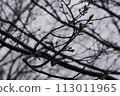 Cherry bud 113011965