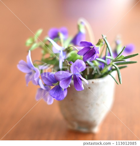 Violet flowers 113012085