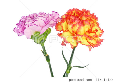 [Carnation] (depth synthesis) 113012122