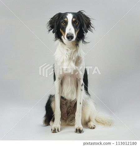 Borzoi image of Borzoi No2-3 Borzoi image of Borzoi No2-3 113012180