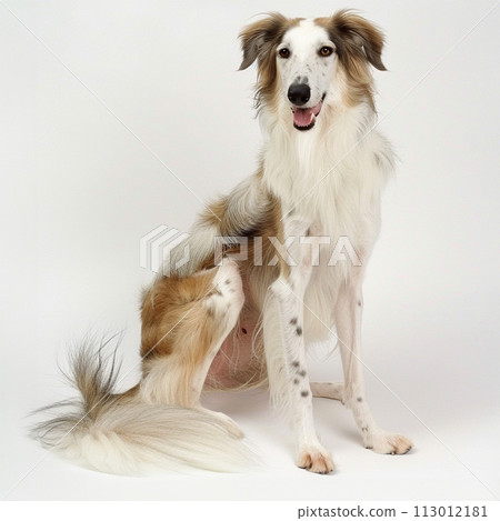 Borzoi image of Borzoi No2-4 113012181