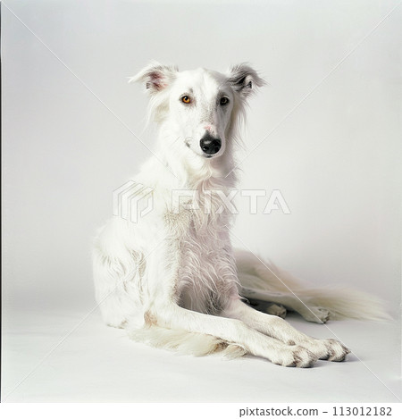 Borzoi image of Borzoi No2-5 Borzoi image of Borzoi No2-5 113012182