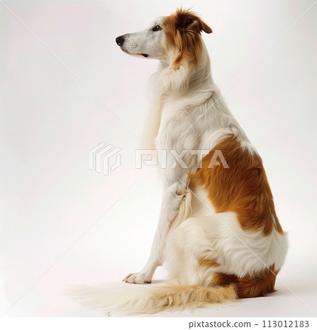 Borzoi image of Borzoi No2-6 113012183