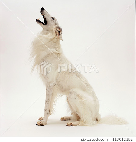 Borzoi image of Borzoi No2-11 113012192