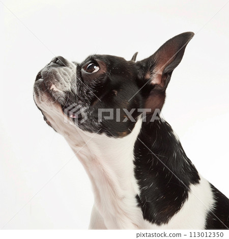 Boston Terrier image of Boston Terrier No2-4 113012350