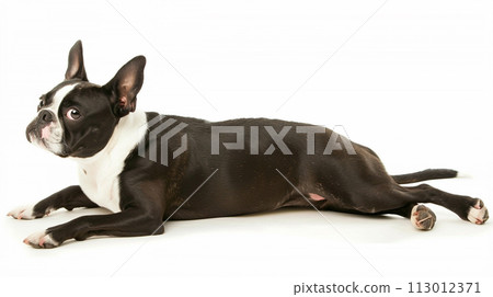 波士頓梗犬 波士頓梗犬 No1-12 圖像 113012371