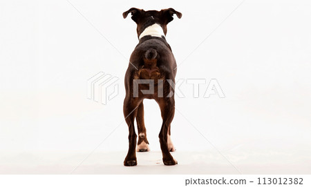 Boston Terrier image of Boston Terrier No1-21 Boston Terrier image of Boston Terrier No1-21 113012382