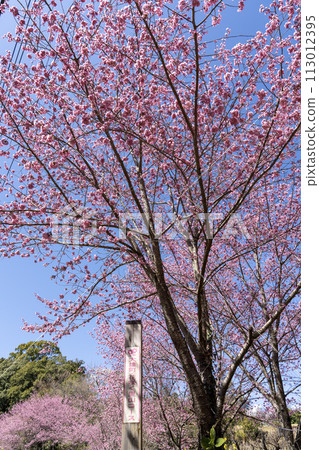 Minamiashigara City, Kanagawa Prefecture, Satoyama in full bloom, large red cherry blossoms in full bloom 113012395