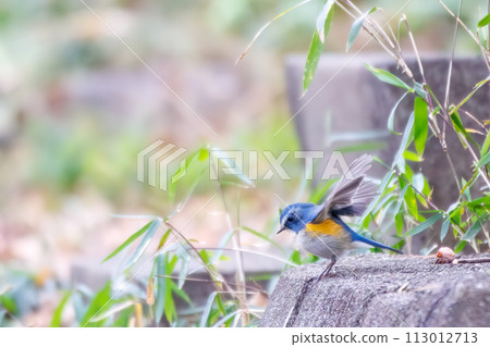 The blue bird of happiness, the cute Blue-winged Flycatcher (Flycatidae). In Kanagawa Prefecture, Japan. Photographed in winter 2022. 113012713