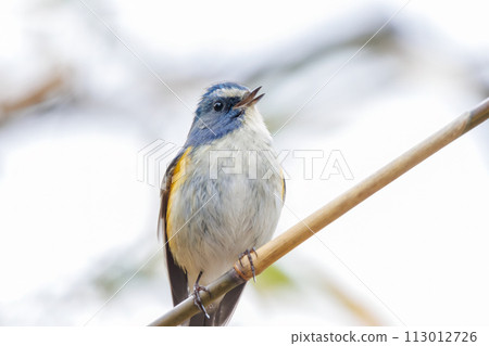 The blue bird of happiness, the cute Blue-winged Flycatcher (Flycatidae). In Kanagawa Prefecture, Japan. Photographed in winter 2022. The blue bird of happiness, the cute Blue-winged Flycatcher (Flycatidae). In Kanagawa Prefecture, Japan. Photographed in winter 2022. 113012726