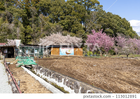 Minamiashigara City, Kanagawa Prefecture, Satoyama in full bloom, large red cherry blossoms in full bloom Minamiashigara City, Kanagawa Prefecture, Satoyama in full bloom, large red cherry blossoms in full bloom 113012891