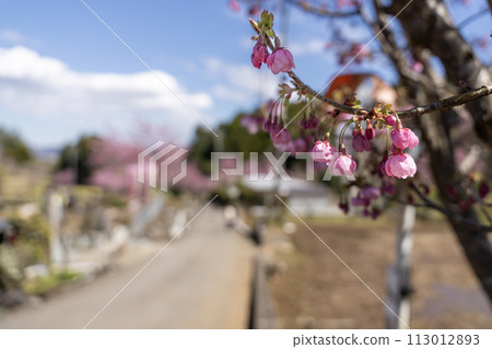 Minamiashigara City, Kanagawa Prefecture, blooming village forest, cute large red cherry blossoms Minamiashigara City, Kanagawa Prefecture, blooming village forest, cute large red cherry blossoms 113012893