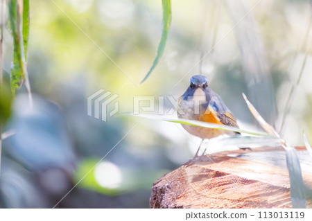 The blue bird of happiness, the cute Blue-winged Flycatcher (Flycatidae). In Kanagawa Prefecture, Japan. Photographed in winter 2022. The blue bird of happiness, the cute Blue-winged Flycatcher (Flycatidae). In Kanagawa Prefecture, Japan. Photographed in winter 2022. 113013119