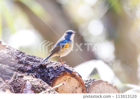 The blue bird of happiness, the cute Blue-winged Flycatcher (Flycatidae). In Kanagawa Prefecture, Japan. Photographed in winter 2022. The blue bird of happiness, the cute Blue-winged Flycatcher (Flycatidae). In Kanagawa Prefecture, Japan. Photographed in winter 2022. 113013120