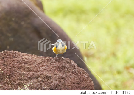 The blue bird of happiness, the cute Blue-winged Flycatcher (Flycatidae). In Kanagawa Prefecture, Japan. Photographed in winter 2022. 113013132