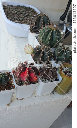 Cactuses in pots on the terrace of the house. 113013207