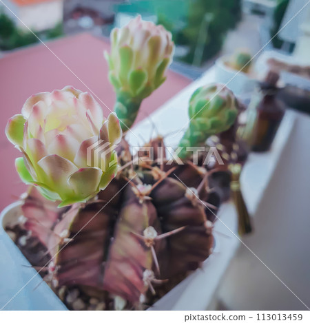 Cactus in pot with filter effect retro vintage style and soft focus Cactus in pot with filter effect retro vintage style and soft focus 113013459