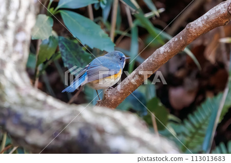 The blue bird of happiness, the cute Blue-winged Flycatcher (Flycatidae). In Kanagawa Prefecture, Japan. Photographed in winter 2022. 113013683