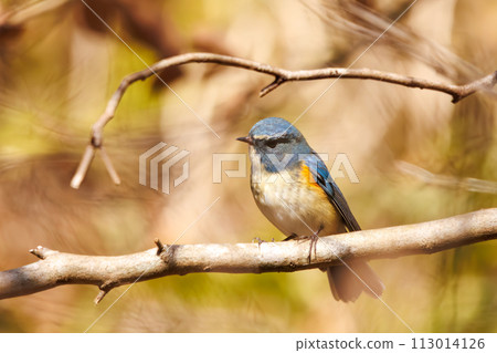 The blue bird of happiness, the cute Blue-winged Flycatcher (Flycatidae). In Kanagawa Prefecture, Japan. Photographed in winter 2022. 113014126