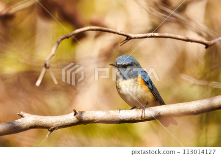 The blue bird of happiness, the cute Blue-winged Flycatcher (Flycatidae). In Kanagawa Prefecture, Japan. Photographed in winter 2022. 113014127