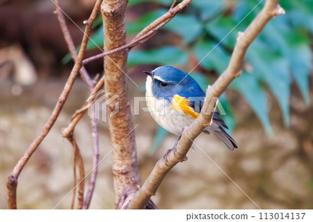 The blue bird of happiness, the cute Blue-winged Flycatcher (Flycatidae). In Kanagawa Prefecture, Japan. Photographed in winter 2022. The blue bird of happiness, the cute Blue-winged Flycatcher (Flycatidae). In Kanagawa Prefecture, Japan. Photographed in winter 2022. 113014137