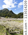 Plum blossoms blooming in Satoyama 113014209