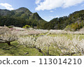 Plum blossoms blooming in Satoyama 113014210