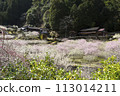 Plum blossoms blooming in Satoyama 113014211