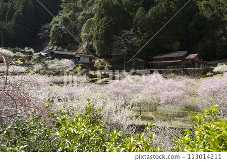 Plum blossoms blooming in Satoyama 113014211