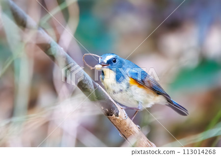 The blue bird of happiness, the cute Blue-winged Flycatcher (Flycatidae). In Kanagawa Prefecture, Japan. Photographed in winter 2022. 113014268