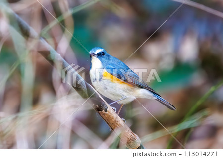藍色的幸福之鳥，可愛的藍翅鶲（鶲科）。在日本神奈川縣。拍攝於 2022 年冬季。 113014271