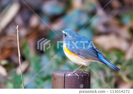 藍色的幸福之鳥，可愛的藍翅鶲（鶲科）。在日本神奈川縣。拍攝於 2022 年冬季。 113014272