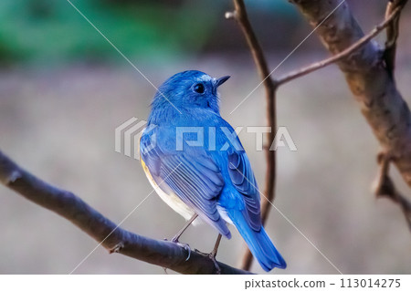 The blue bird of happiness, the cute Blue-winged Flycatcher (Flycatidae). In Kanagawa Prefecture, Japan. Photographed in winter 2022. 113014275