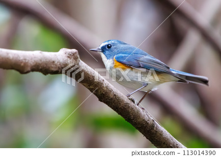 The blue bird of happiness, the cute Blue-winged Flycatcher (Flycatidae). In Kanagawa Prefecture, Japan. Photographed in winter 2022. 113014390