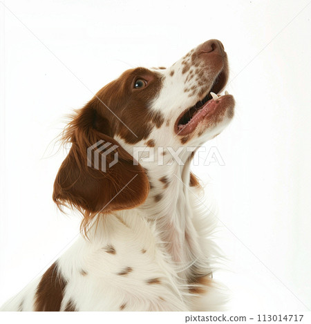 布列塔尼西班牙獵犬 布列塔尼西班牙獵犬 No2-8 的圖像 113014717