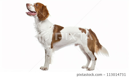 布列塔尼西班牙獵犬 布列塔尼西班牙獵犬 No1-4 的圖像 113014731