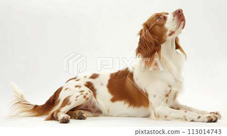 布列塔尼西班牙獵犬 布列塔尼西班牙獵犬 No1-16 的圖像 113014743