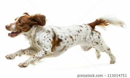 Brittany Spaniel image of Brittany Spaniel No1-24 113014751