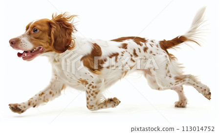 Brittany Spaniel image of Brittany Spaniel No1-25 113014752